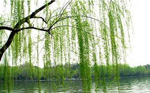 紫柳的价格-图片-分布范围-主要价值以及繁殖方式介绍