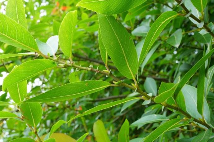 腺柳价格-图片-主要变种-地理分布-主要价值