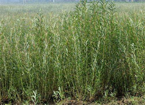 杞柳价格-图片-生长环境-地理分布-主要价值