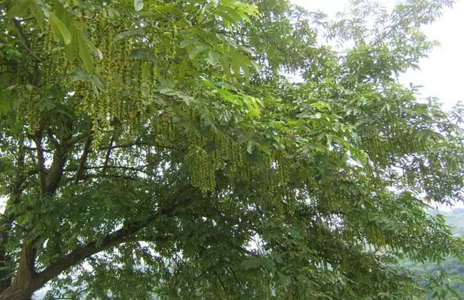 大白柳价格-图片-形态特征-生长环境-分布范围以及繁育方式