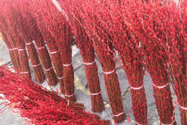 银柳价格-图片-形态特征-生长环境以及主要价值有哪些？