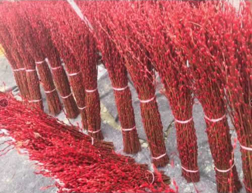 银柳栽培技术和病虫害防治介绍