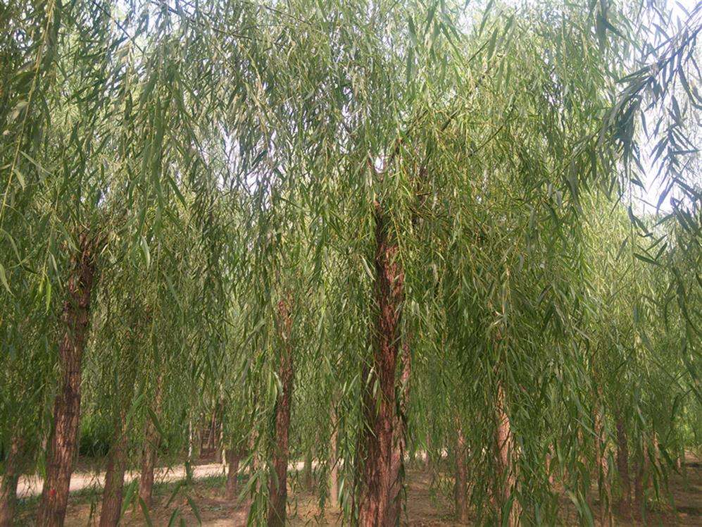 朝鲜垂柳价格-图片-形态特征-分布范围以及主要价值介绍