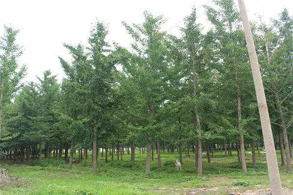 白蜡树价格-图片-形态特征-分布范围以及主要价值介绍