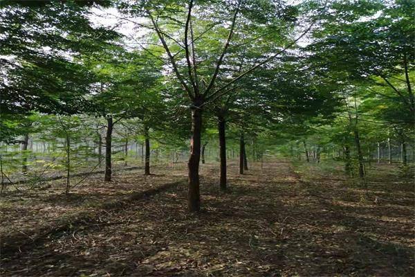 白蜡树常见繁殖方法、栽培技术以及病虫防治方法