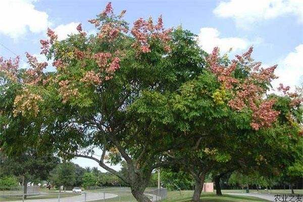 栾树价格-图片-形态特征-生长习性-产地分布-主要价值以及植物文化