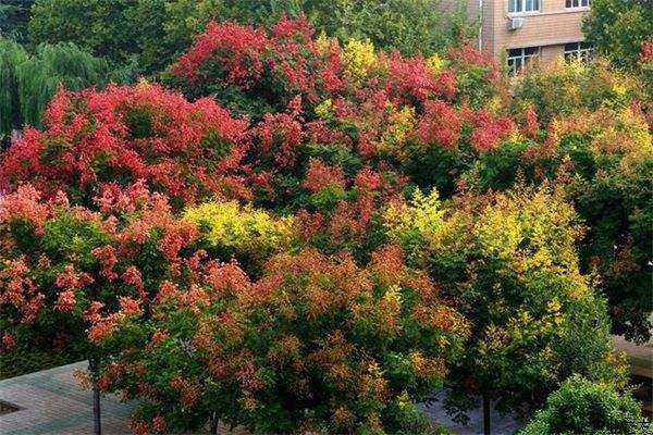 栾树栽培技术和病虫害防治方法介绍