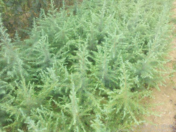 雪松价格-图片-主要价值以及植物文化介绍