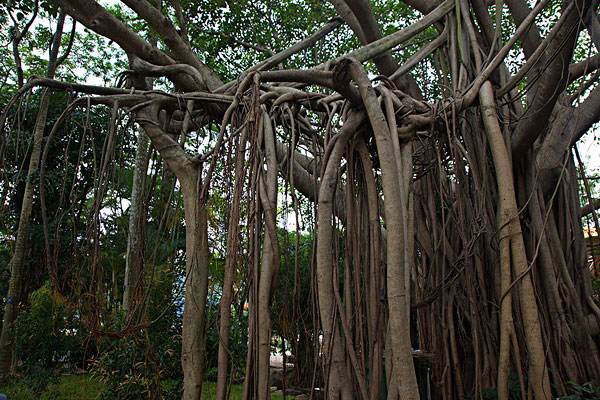 榕树价格-图片-形态特征-主要价值以及植物文化