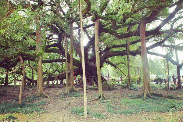 榕树繁殖方式、栽培技术以及病虫防治方法介绍