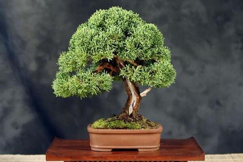 榕树盆景技术有哪些步骤和要点？