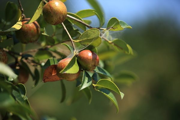 油茶树价格-图片-形态特征-地理分布以及主要价值
