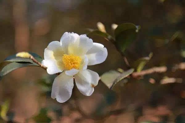 详解油茶树的栽培技术