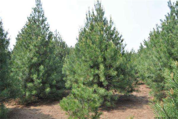 白皮松价格-图片-形态特征-生长习性以及主要价值