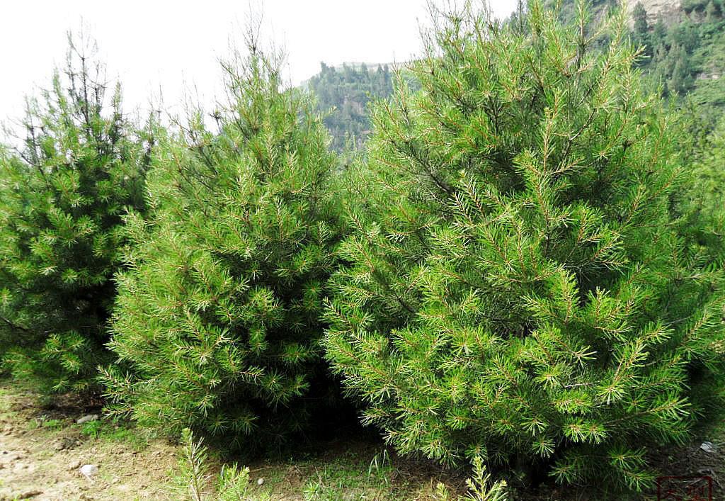 白皮松繁殖方法、栽培技术以及病虫防治