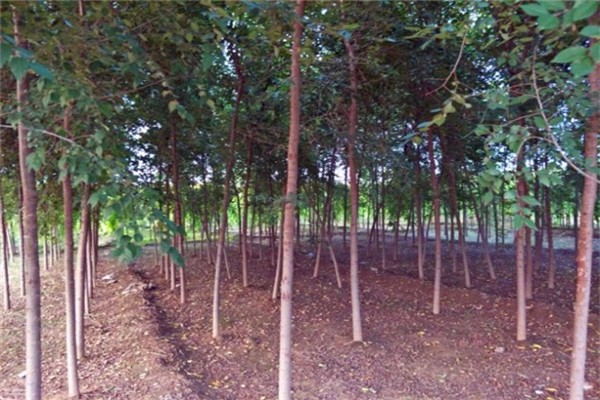 榆树繁殖方式、栽培技术以及病虫害防治介绍