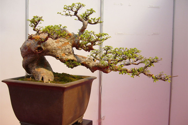 榆树盆景制作和养护的要点以及注意事项
