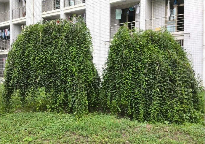 龙爪榆繁殖方法、栽培技术以及病虫防治介绍