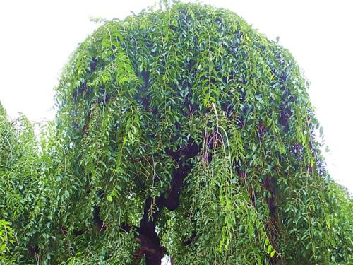 垂枝榆繁殖方法、栽培技术以及病虫防治介绍