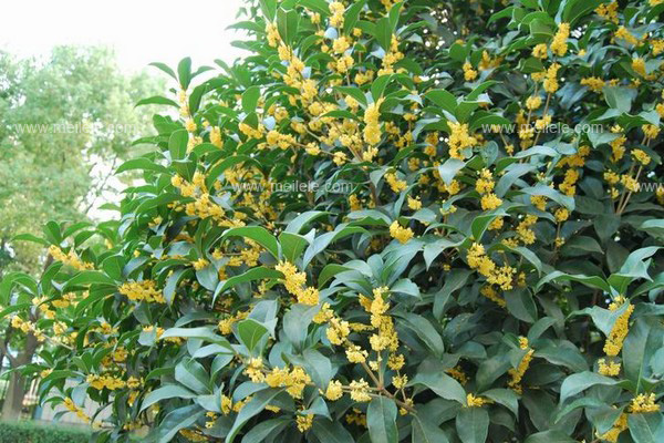 桂花树价格-图片-形态特征-品种分类-生长环境-分布范围-主要价值有哪些？