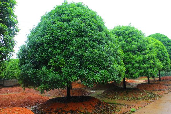 桂花树的繁殖方式、栽培技术以及病虫防治介绍