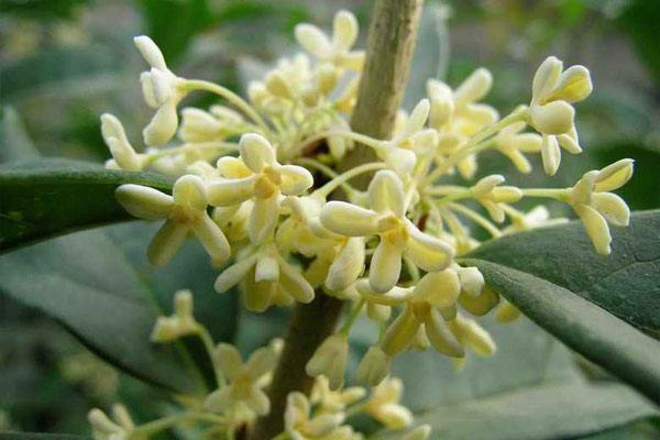 四季桂价格-图片-形态特征-分布范围-主要品种-生长习性-以及主要价值