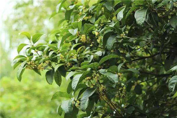 四季桂繁殖方法以及栽培养护介绍