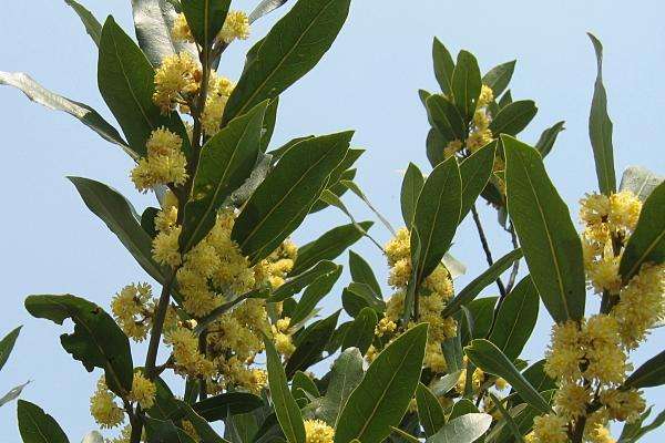 月桂的繁殖方式以及病虫防治方法