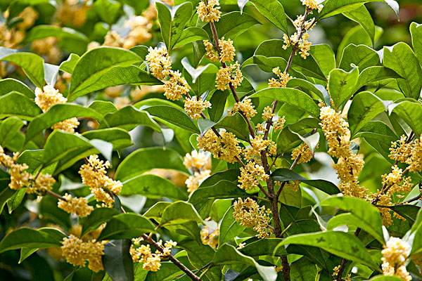 天香台阁桂花价格-图片-形态特征-生长环境-分布地区以及植物文化