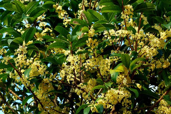 天香台阁栽培技术以及病害防治方法