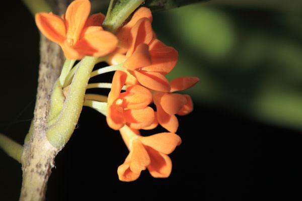 丹桂价格-图片-形态特征-生长环境-分布范围以及主要价值