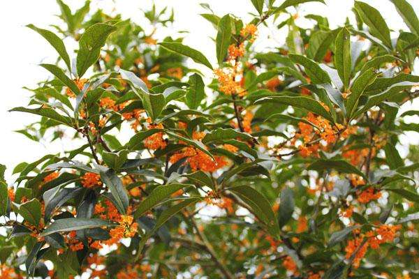 丹桂栽培技术以及病虫防治介绍