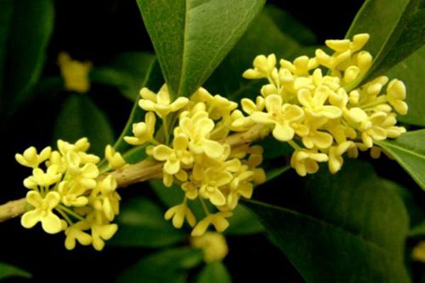 金桂价格-图片-形态特征-文化内涵-生态习性以及产地与分布