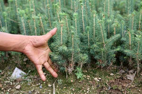 云杉栽培技术和病虫害防治介绍