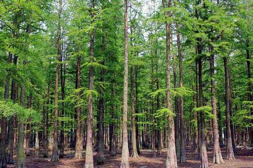水杉价格-图片-形态特征-生长环境-地理分布以及主要价值