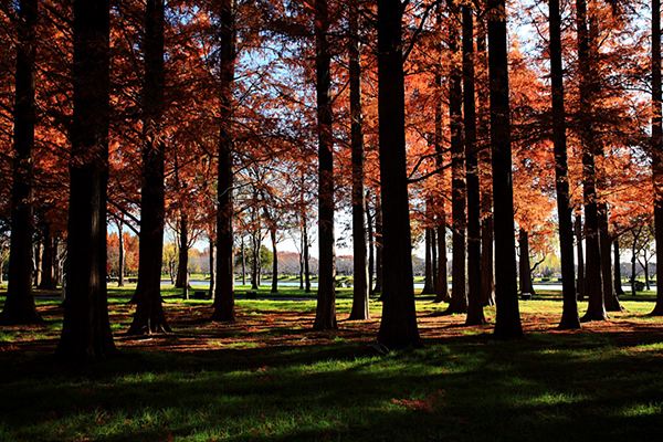 水杉繁殖方法、栽培技术以及病虫害防治介绍