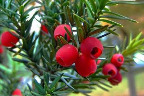 红豆杉繁殖方法、栽培技术以及病虫防治方法