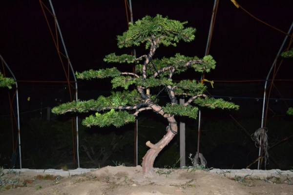 红豆杉盆景的养护方式和要点有哪些？