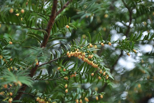 南方红豆杉繁殖方法、栽培技术以及病虫防治方法