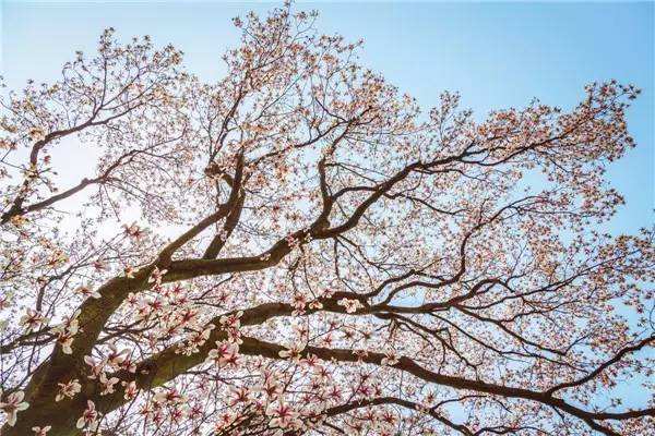 玉兰树价格-图片-形态特征-生物习性-分布地区-主要价值以及植物文化