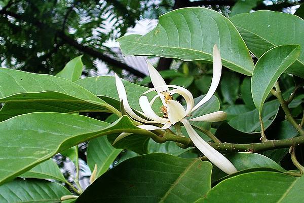 玉兰树的栽培繁殖与养护管理介绍