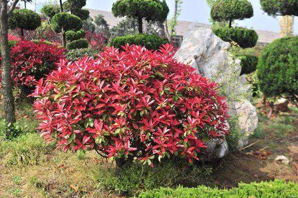 石楠树价格-图片-形态特征-生长习性-地理分布-主要品种以及主要价值