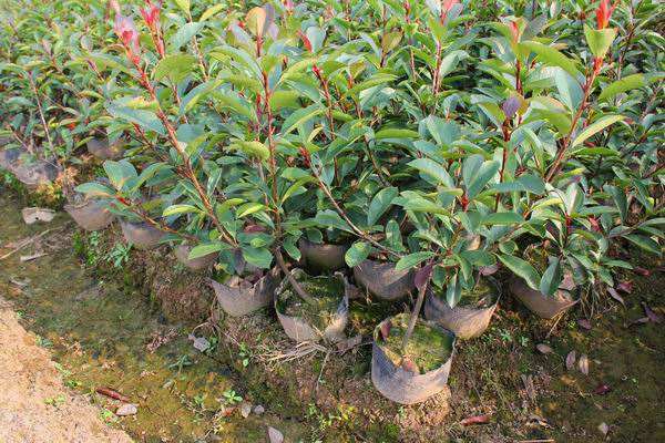 石楠繁殖方法、管理养护以及病虫防治介绍