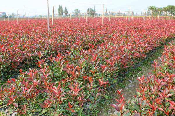 光叶石楠价格-图片-形态特征-分布范围-生长习性以及主要价值