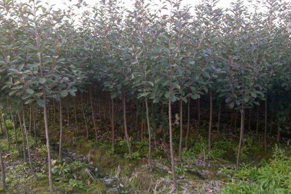 光叶石楠繁殖方法、栽培技术以及病虫防治介绍