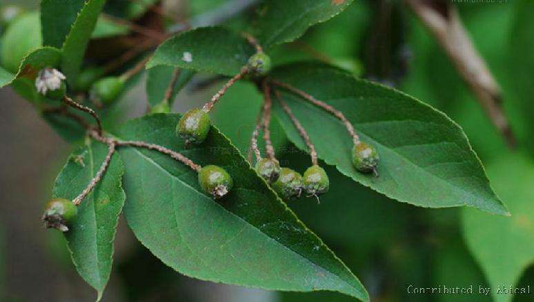 毛叶石楠价格-图片-形态特征-生长环境-分布范围以及主要价值