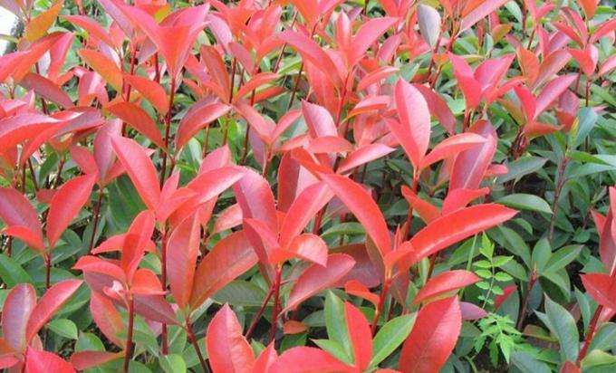 毛叶石楠的繁殖方法、栽培技术以及病虫防治介绍