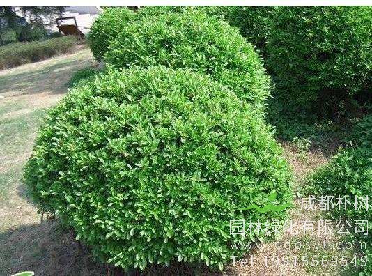 冬青栽培技术以及虫害防治介绍