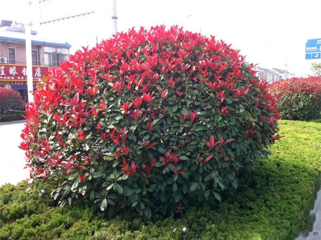 红叶石楠价格-图片-形态特征-生长环境-分布范围以及主要价值