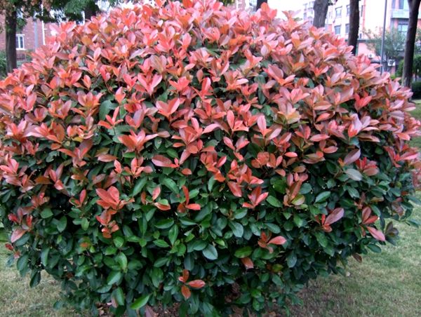 红叶石楠繁殖方法、栽培技术以及病虫防治介绍